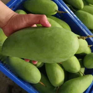 Fresh Green Elephant Mango