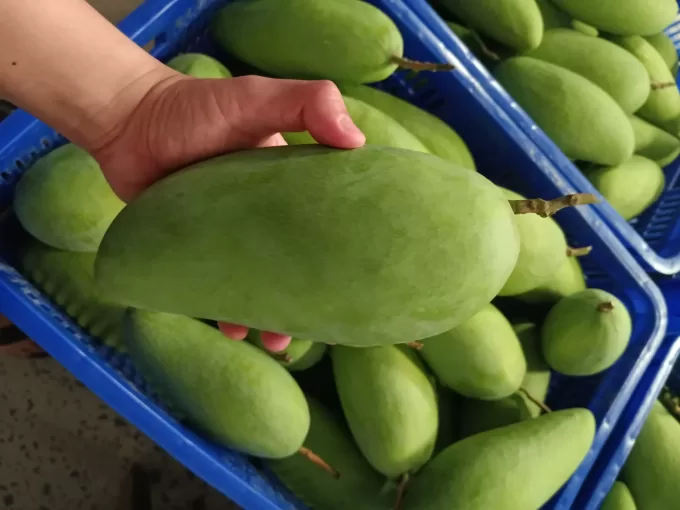 Fresh Green Elephant Mango