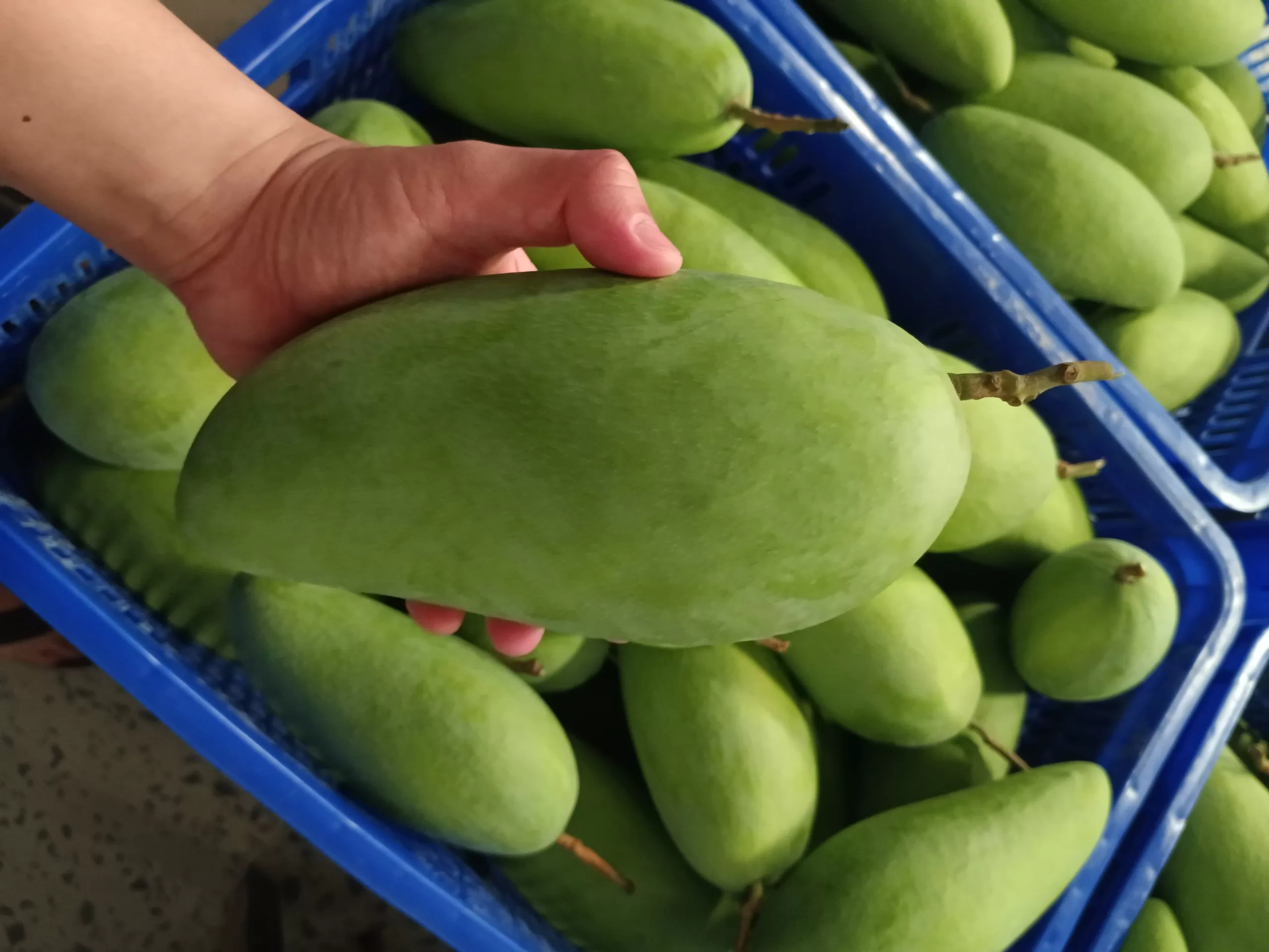 Fresh Green Elephant Mango