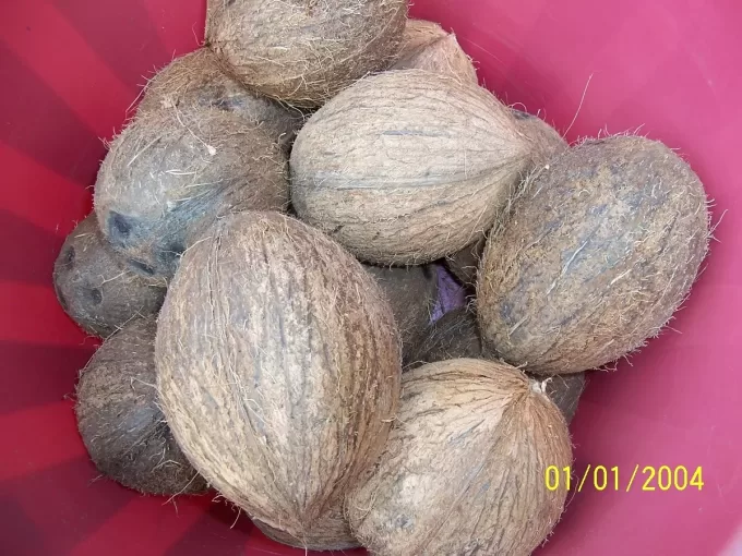 Dry Coconuts4