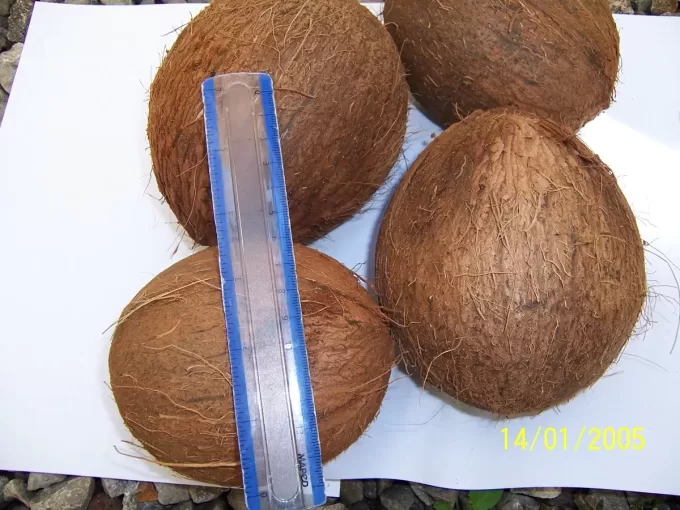 Dry Coconuts6