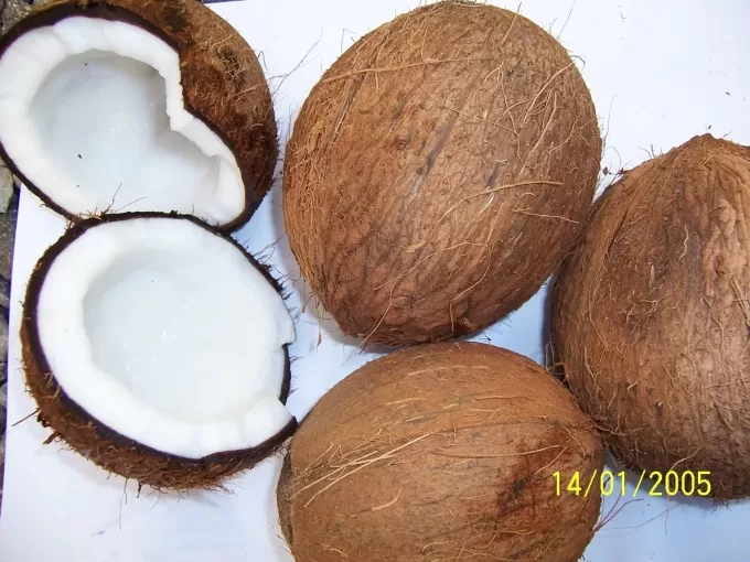 Dry Coconuts7