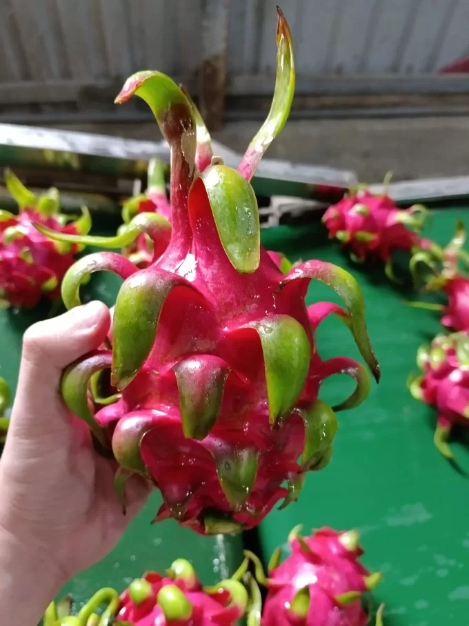 Red Dragon Fruit