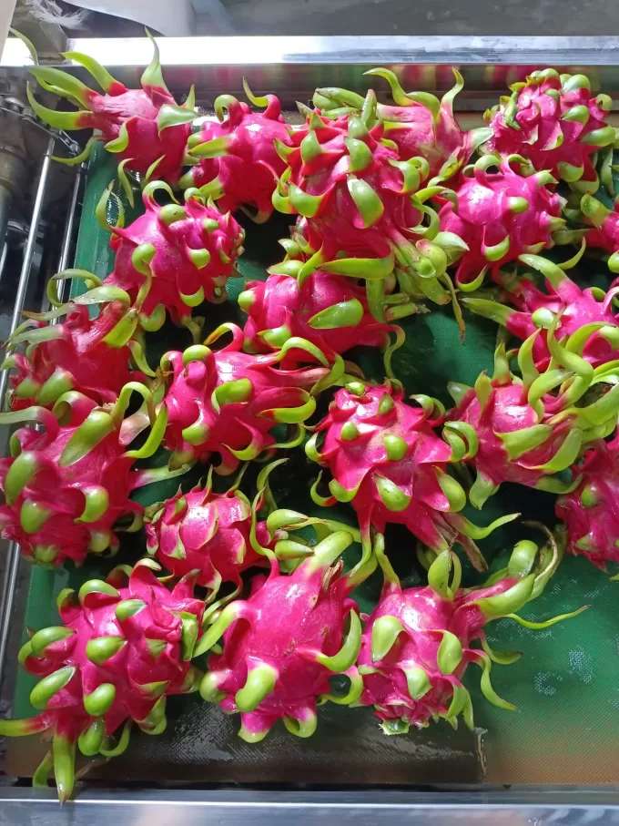 Red Dragon Fruit