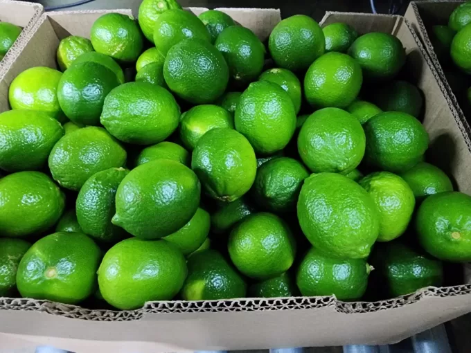 Persian Limes