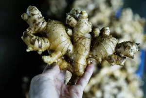 Fresh Ginger Costa Rica