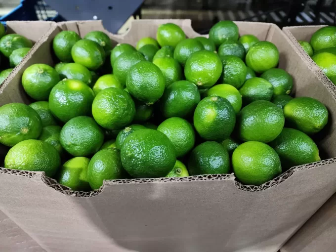 Persian Limes