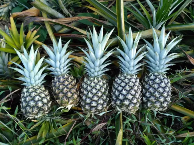 Organic Pineapple