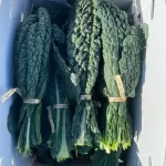 Lacinato Kale