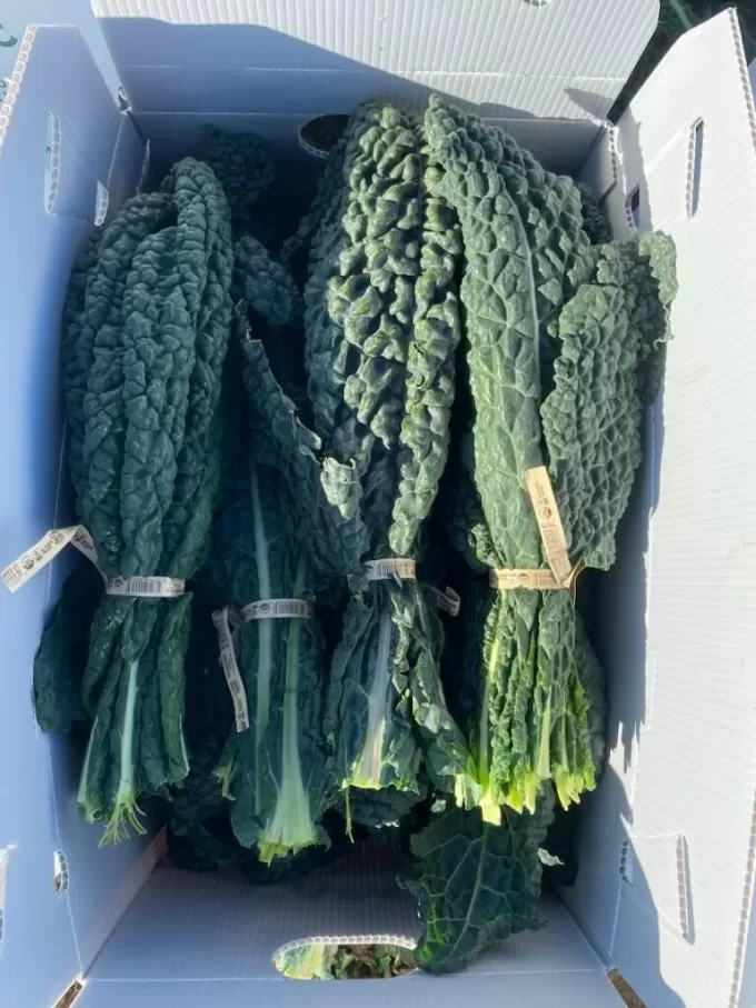 Lacinato Kale