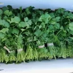 Italian Parsley