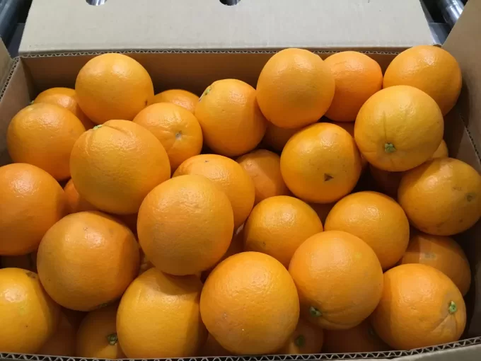 Navel Oranges