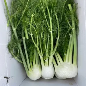 Fennel