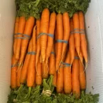 Nantes Carrots