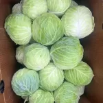 Green Cabbage