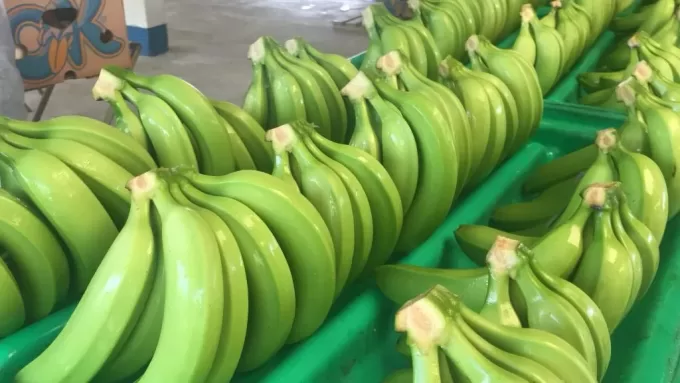 Fresh banana