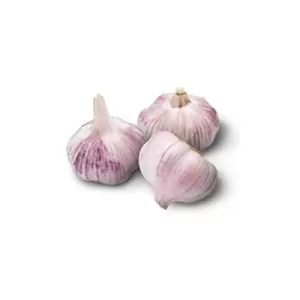 purple garlic