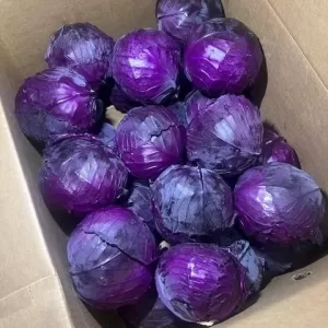 Organic Red Cabbage