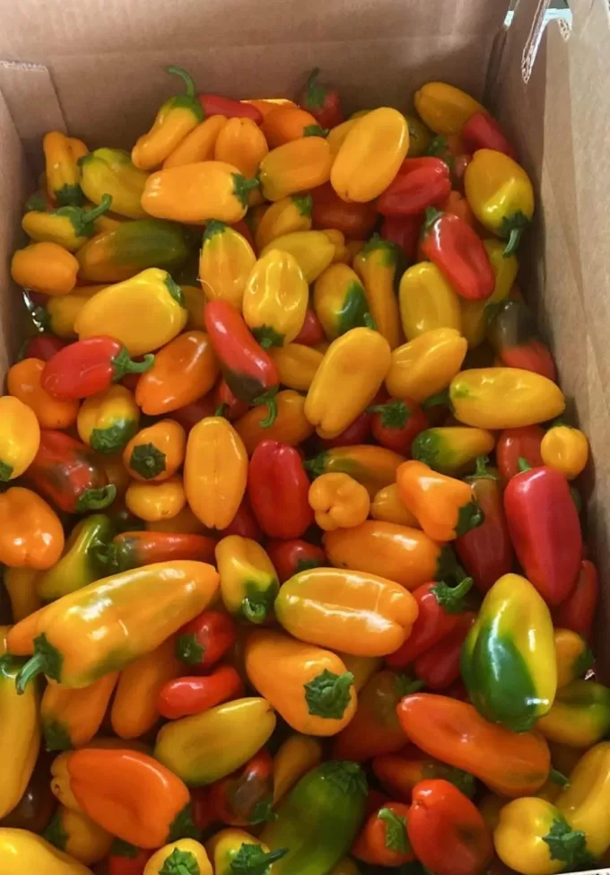 Mini Bell Peppers