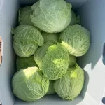 Savoy Cabbage