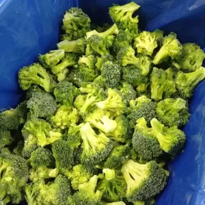 IQF Broccoli Florets