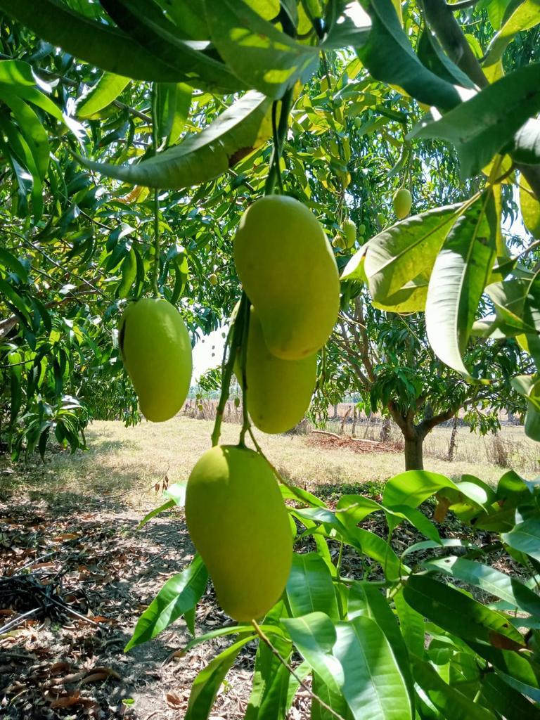 Mango Pic