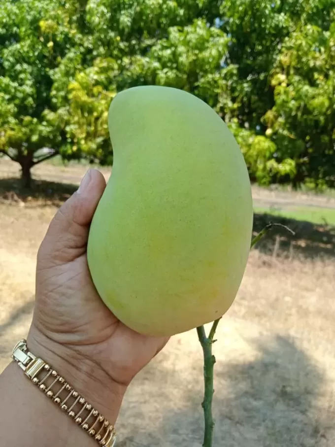 Mango