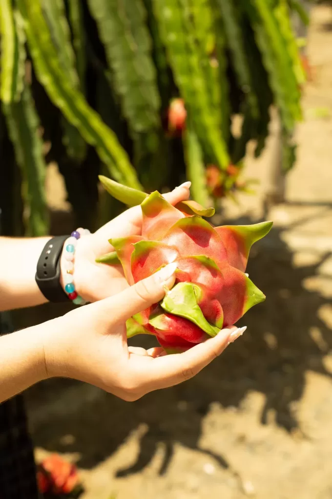 Dragon Fruit