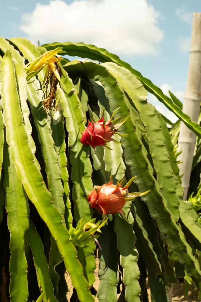 Dragon Fruit