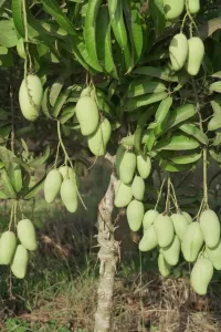 Ataulfo Mango Guatemala