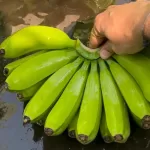 Indina Banana