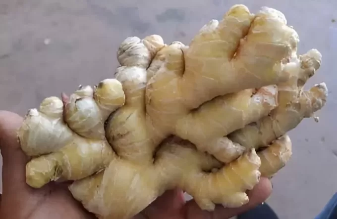 Organic Ginger