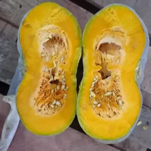 Calabaza Sacks1