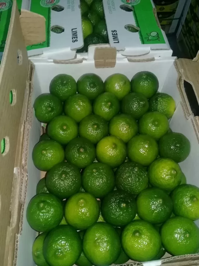 Persian Limes 1