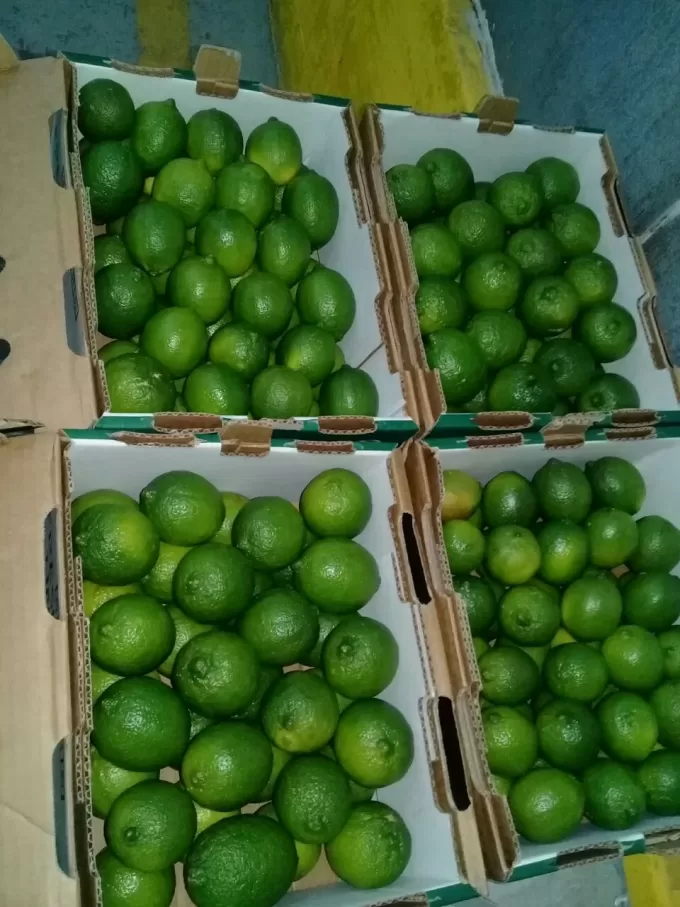 Persian Limes 2