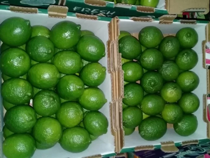 Persian Limes 3