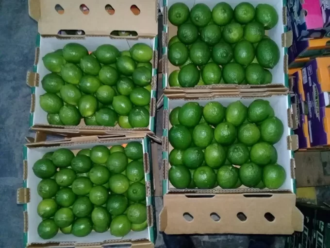 Persian Limes 5