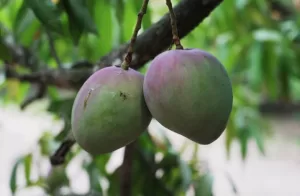 Tommy Mango Guatemala