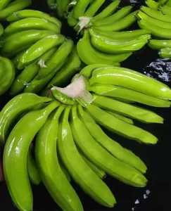 Green Cavendish Bananas Ecuador