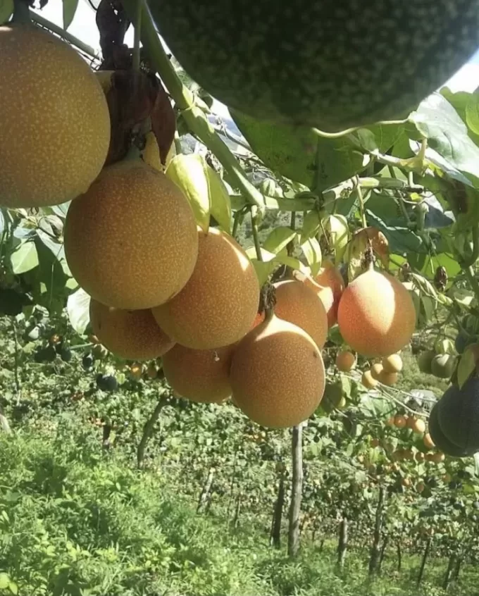 Passion Fruit (Granadilla) Ecuador