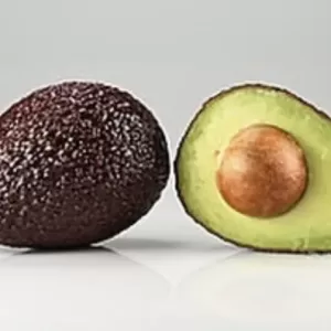 Hass Avocado Ecuador