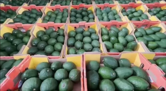 Hass Avocado Ecuador