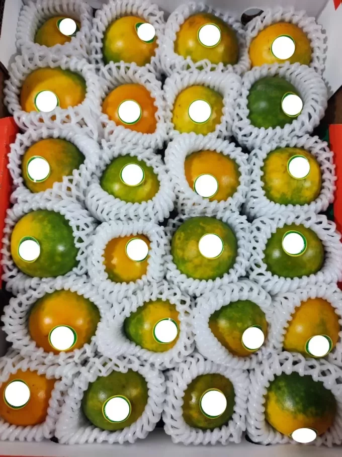 Lulo Fruit (Naranjilla) Ecuador