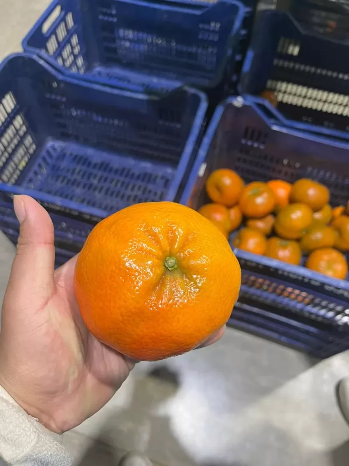 MANDARINA 1