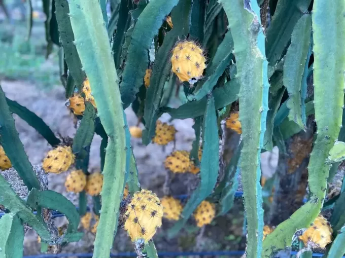 Dragon Fruit