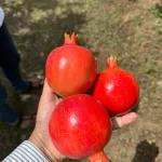 Fresh Pomegranate