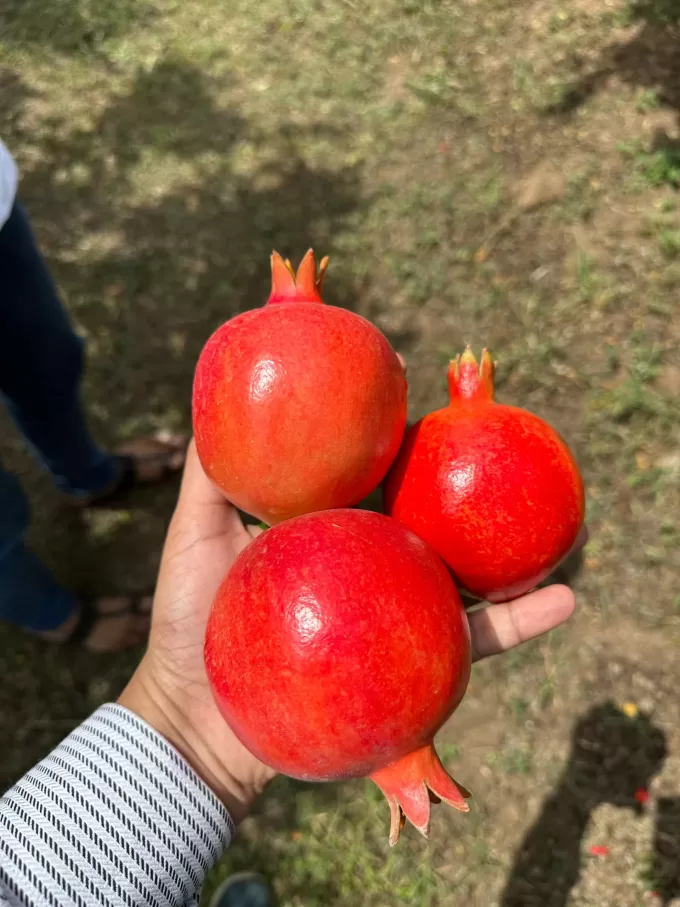 Fresh Pomegranate