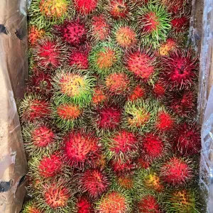 rambutan GTL 2