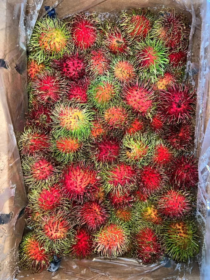 rambutan GTL 2