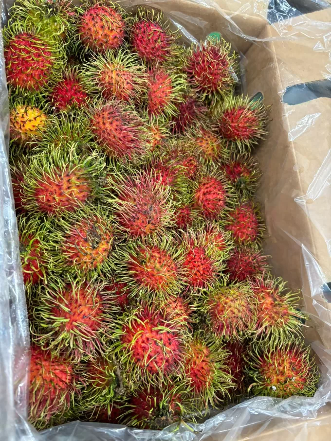 rambutan GTL 3